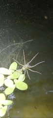 Dolomedes facetus