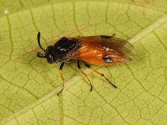 Arge melanochra