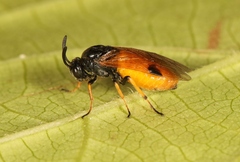 Arge melanochra