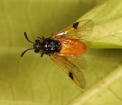 Arge melanochra