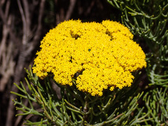 Hymenolepis crithmifolia