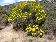 Hymenolepis crithmifolia