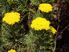 Hymenolepis crithmifolia