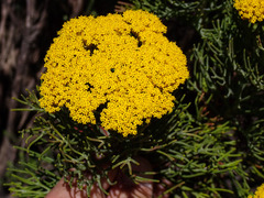 Hymenolepis crithmifolia