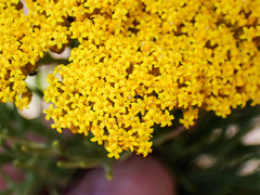 Hymenolepis crithmifolia