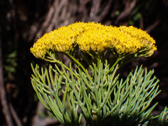 Hymenolepis crithmifolia