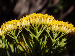 Hymenolepis crithmifolia