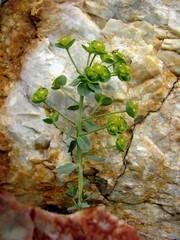 Euphorbia subcordata