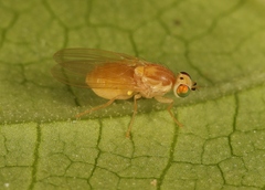 Chyromya oppidana