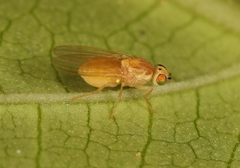 Chyromya oppidana