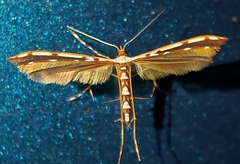 Cosmoclostis aglaodesma