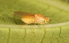 Chyromya oppidana