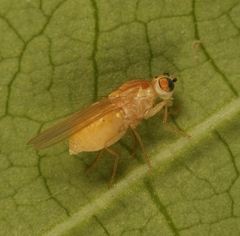 Chyromya oppidana
