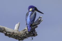 Alcedo semitorquata