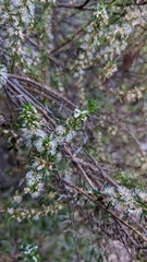 Olearia ramulosa