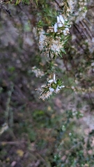 Olearia ramulosa