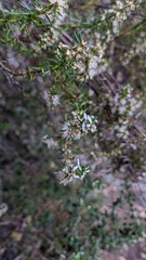 Olearia ramulosa