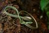 Giant Parrot Snake - Photo (c) Laurent Barthe, some rights reserved (CC BY-NC), uploaded by Laurent Barthe