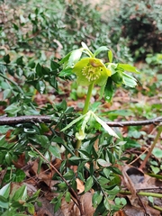 Helleborus