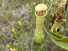Nepenthes mirabilis
