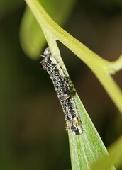 Pseudalmenus chlorinda