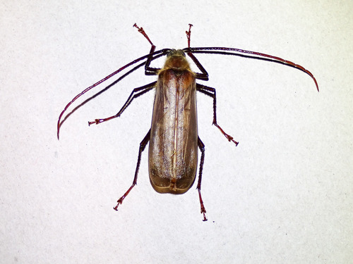 Erioderus hirtus