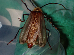 Erioderus