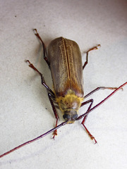 Erioderus