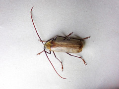 Erioderus
