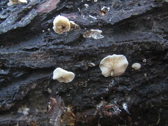 Crepidotus cesatii