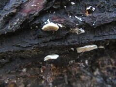 Crepidotus cesatii