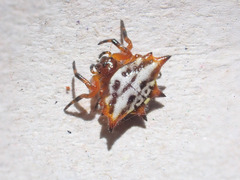 Gasteracantha sanguinolenta