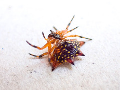Gasteracantha sanguinolenta