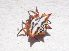 Gasteracantha sanguinolenta
