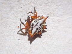 Gasteracantha sanguinolenta