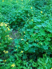 Oxalis pes-caprae
