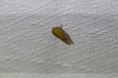Batracomorphus
