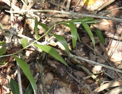 Flagellaria indica