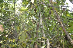 Flagellaria indica