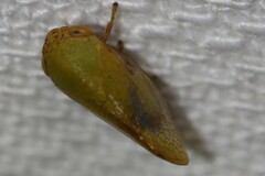Batracomorphus