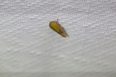Batracomorphus