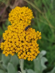 Helichrysum odoratissimum