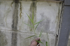 Flagellaria indica