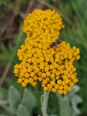 Helichrysum odoratissimum