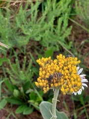 Helichrysum odoratissimum