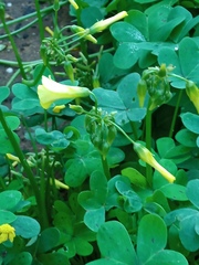 Oxalis pes-caprae