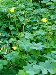 Oxalis pes-caprae