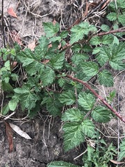 Rubus parvifolius