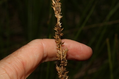 Carex appressa