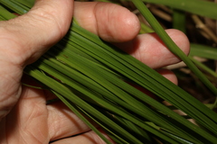 Carex appressa